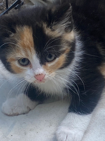 Adorable Manx kittens ready to be homed