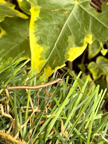 Stick Insects &ndash; Great Beginner Pets &ndash; Wolverhampton