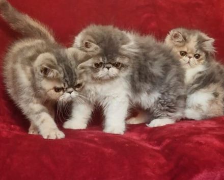 Stunning exotic/persian kittens