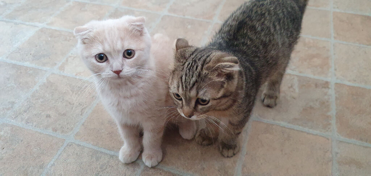 Pure breed Scottish fold kittens