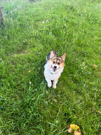 Pembroke Welsh Corgi Stud &ndash; Jeljarmin Arwyn