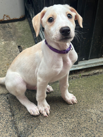 Saluki bull greyhound (lurcher) puppy&rsquo;s