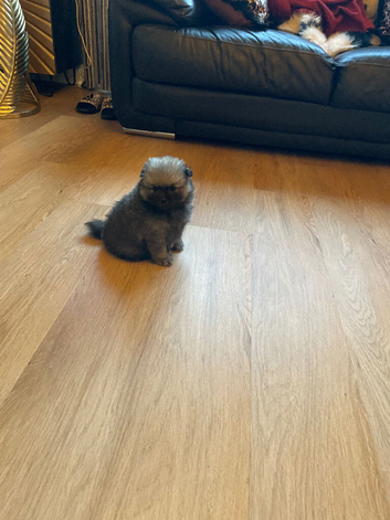 Beautiful kc Pomeranian puppies