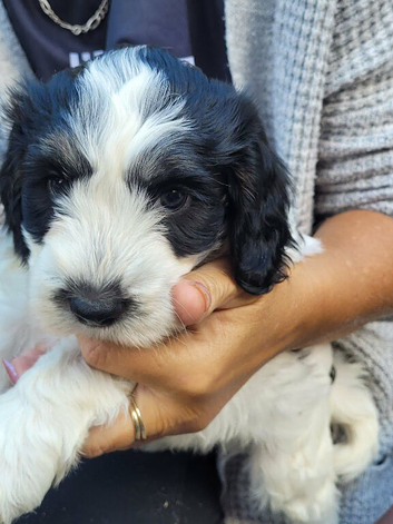 Cockapoo puppies