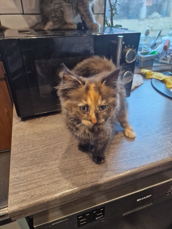Main Coon x Russian Blue Kittens