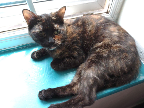 Female cat