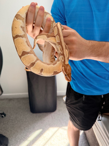 Ball python desert ghost