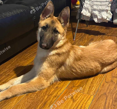Alsatian cross German shepherd