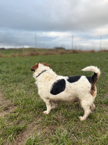 Male jack Russel