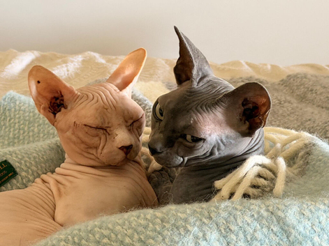 Male and female Sphynx