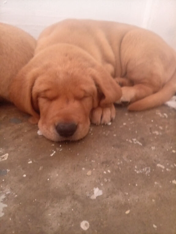 2 boy puppy labradoor