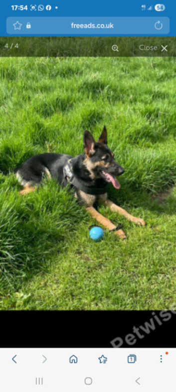 Female gsd