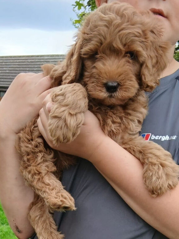 Labradoodle x Toy maltipoo Health Tested