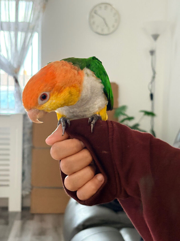 Hand tamed while bellied caique parrot