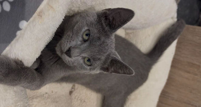 Russian Blue Boy Ready Now