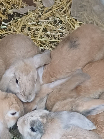 Baby bunnies for sale