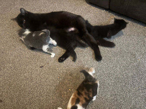 Kittes