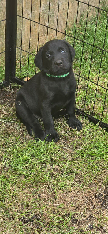 Stunning working Labrador puppies