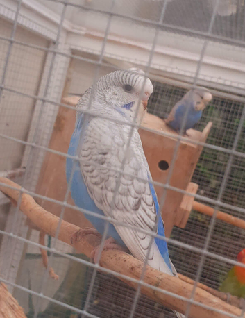 Baby budgies