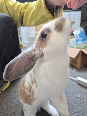 bunny 8month old