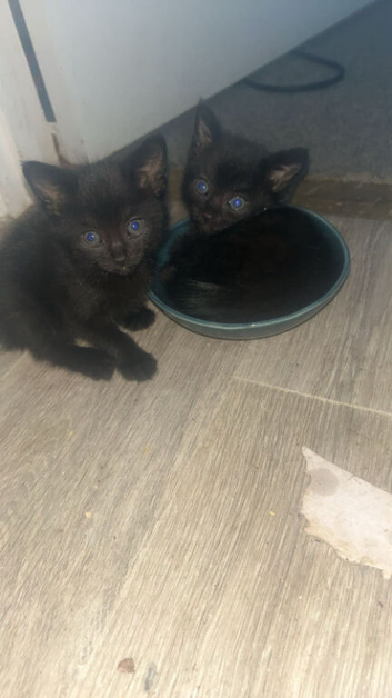 Kittens