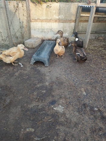 5 x Ducks for sale