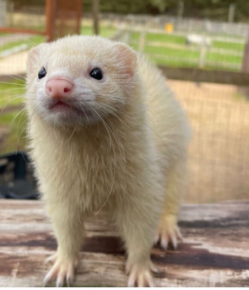 Ferrets 2x girls for sale in Basingstoke