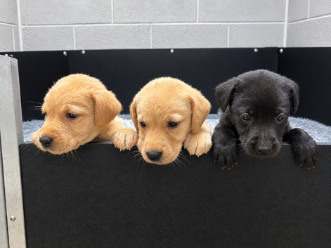 Health tested working Labrador puppies