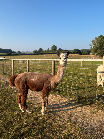 Rose grey BAS registered proven male