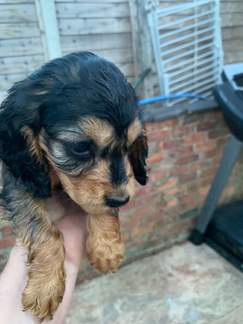 Cocker spaniel