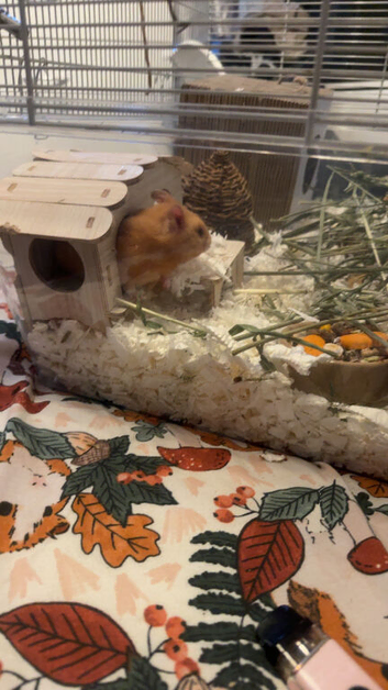 Male Syrian hamster