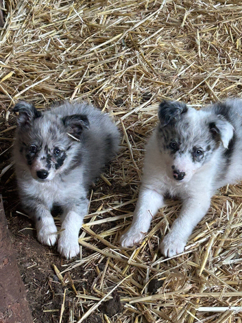 Beautiful mixed litter of border collies