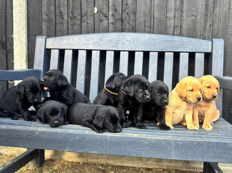 Stunning Labrador Puppies