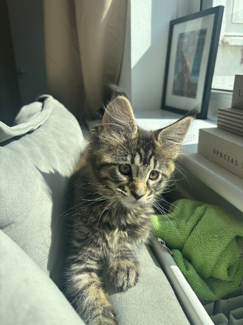 Maine coon kitten
