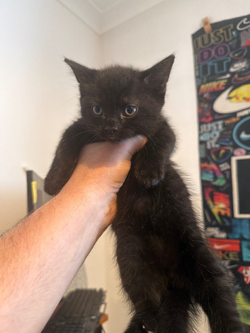 kittens