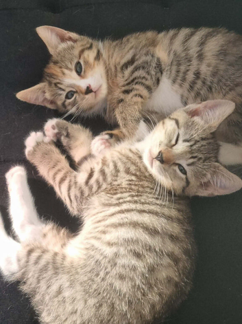 Oriental x bengal