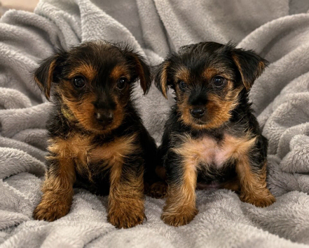 READY NOW&hellip;.2 MINI YORKSHIRE TERRIERS