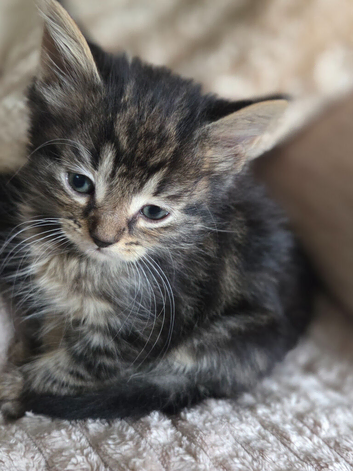 4 beautifull kittens for sale