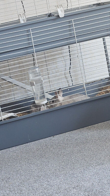 2 beautiful rabbits for sale