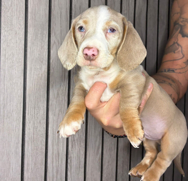 miniature Dachshund puppies