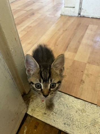 3 male kittens