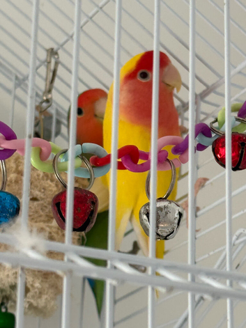 2 beautiful love birds