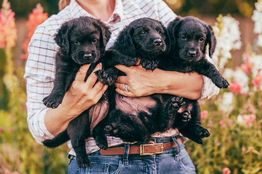Ready now! F2 miniature double doodle pups - rare colour
