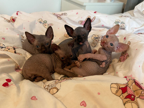 Gorgeous Sphynx