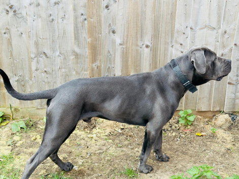 Cane CorsoLooking for a Loving Forever Home