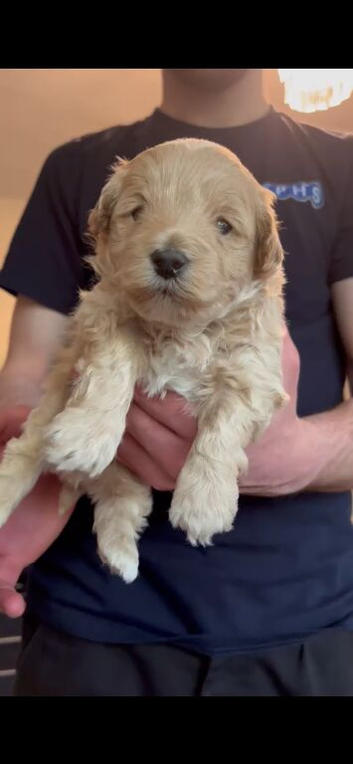 Puppies currently ready to leave mum in 2 weeks