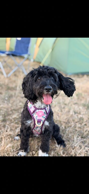 Bella the miniature cockapoo