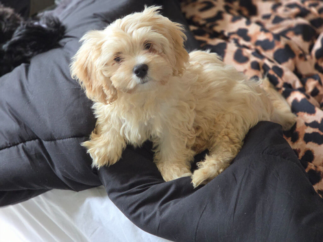 Adorable teddy