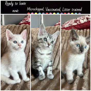 Adorable Norwegian forest kittens