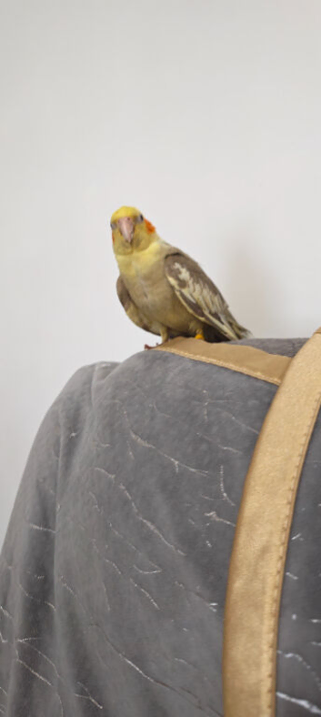Baby cockatiel